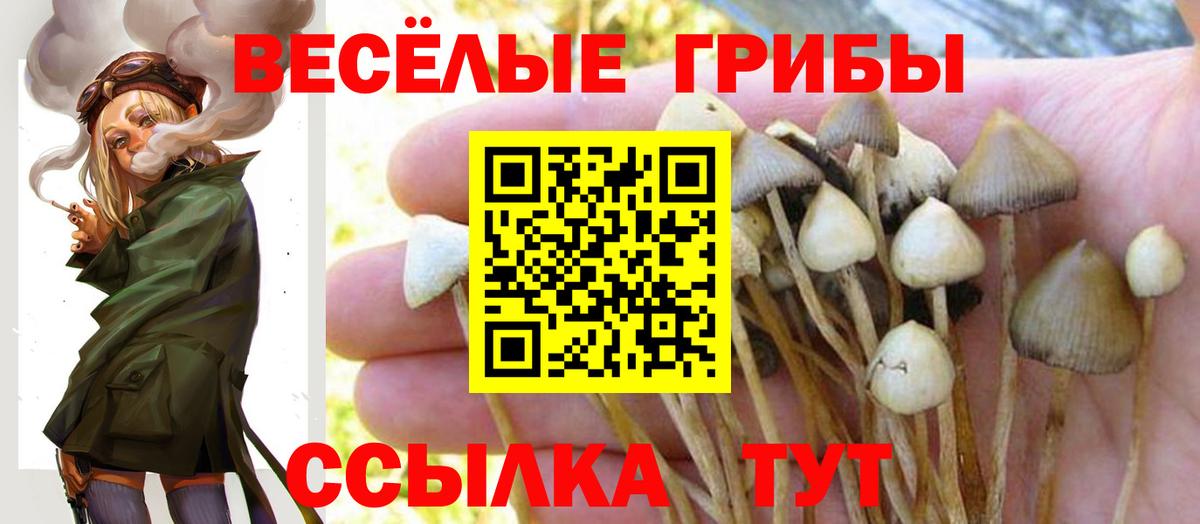 Галлюциногенные грибы Cubensis  Вход с VPN  Новозыбков 